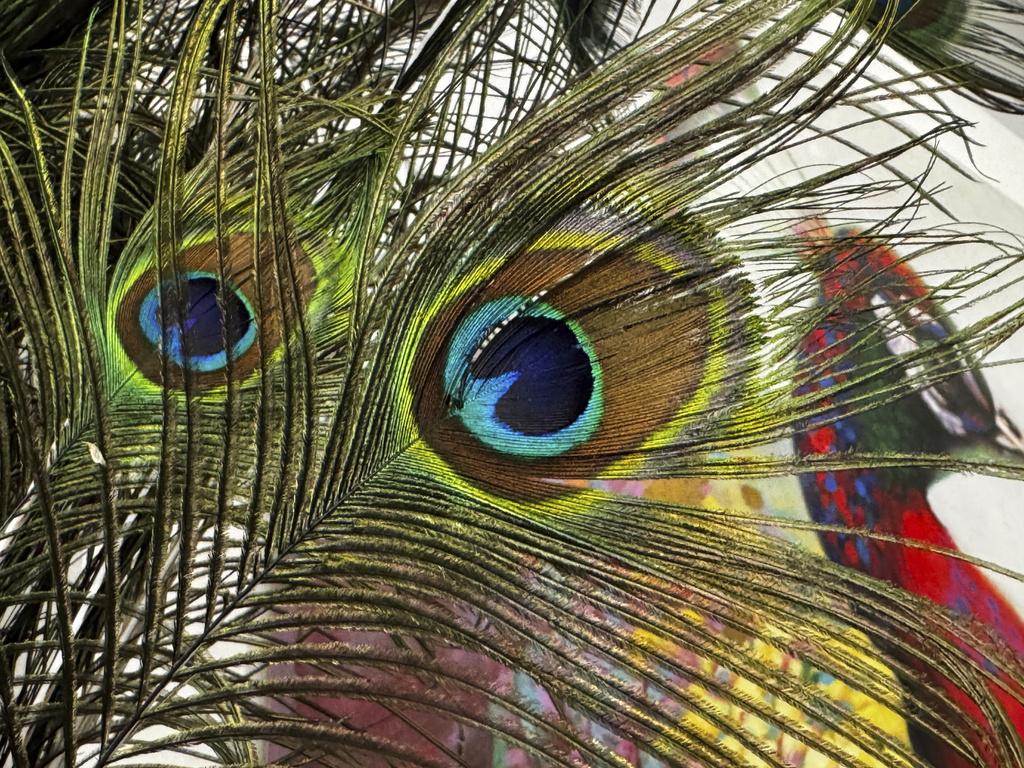 加州萊德酒店內,不少畫作都以孔雀伙題材。(美聯社)