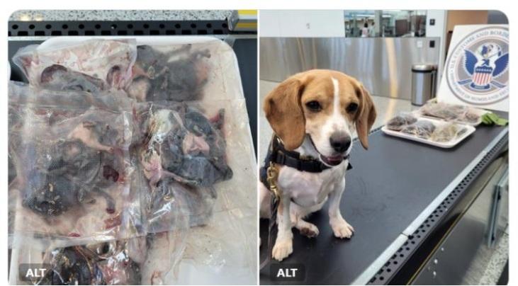 來自南韓旅客帶血淋淋生肉闖關 遭美國檢疫犬揭發