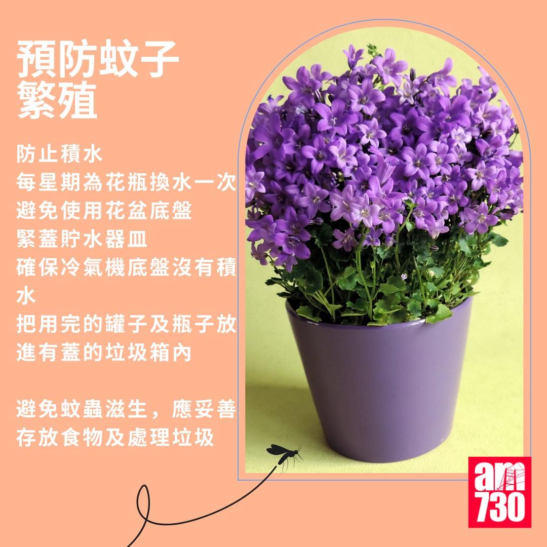 基孔肯雅熱|預防蚊子繁殖(am730製圖)