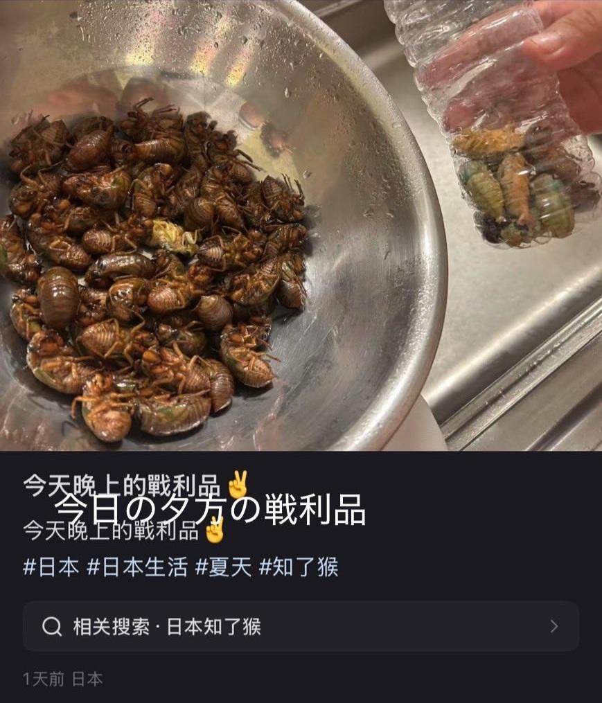 內地社交平台展示在日本捕捉幼蟬食用。(網上圖片)