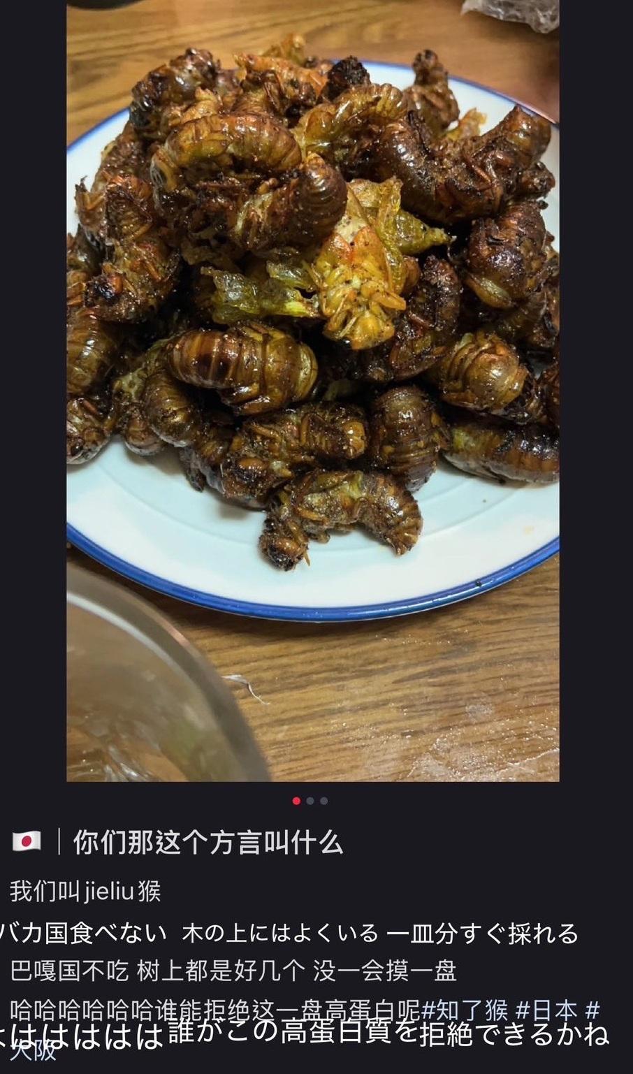內地社交平台展示在日本捕捉幼蟬食用。(網上圖片)