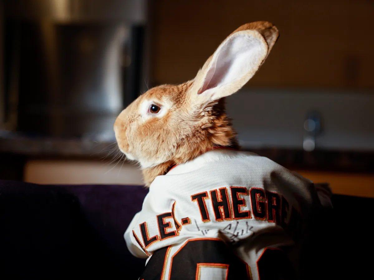 美國知名治療兔Alex The Great獲巨人隊出文悼念。