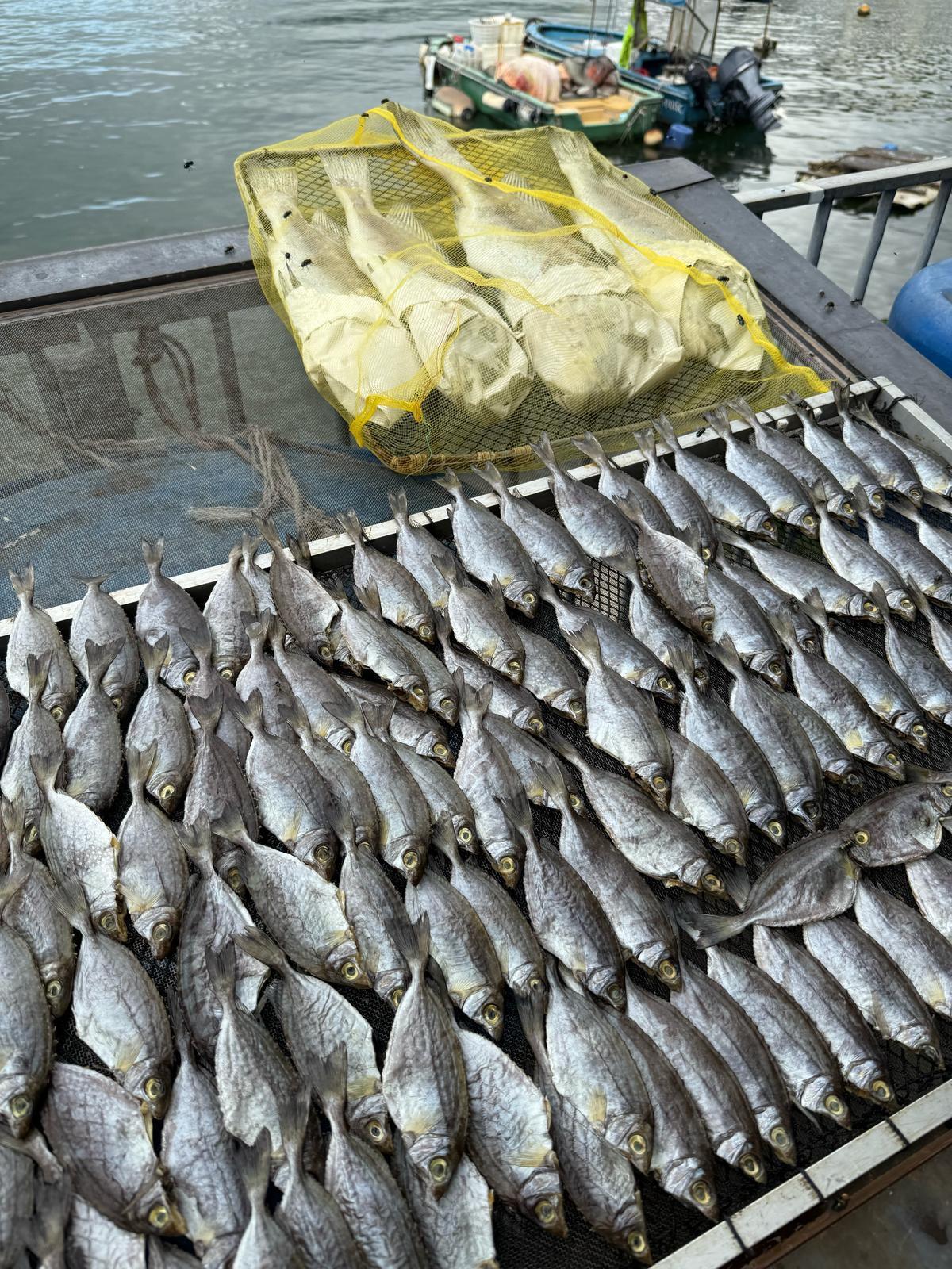 特產馬友鹹鮮嚴選上乘馬友魚,依照傳統鹹鮮方法突顯濃厚魚味。(相片由囍筷大排檔提供)