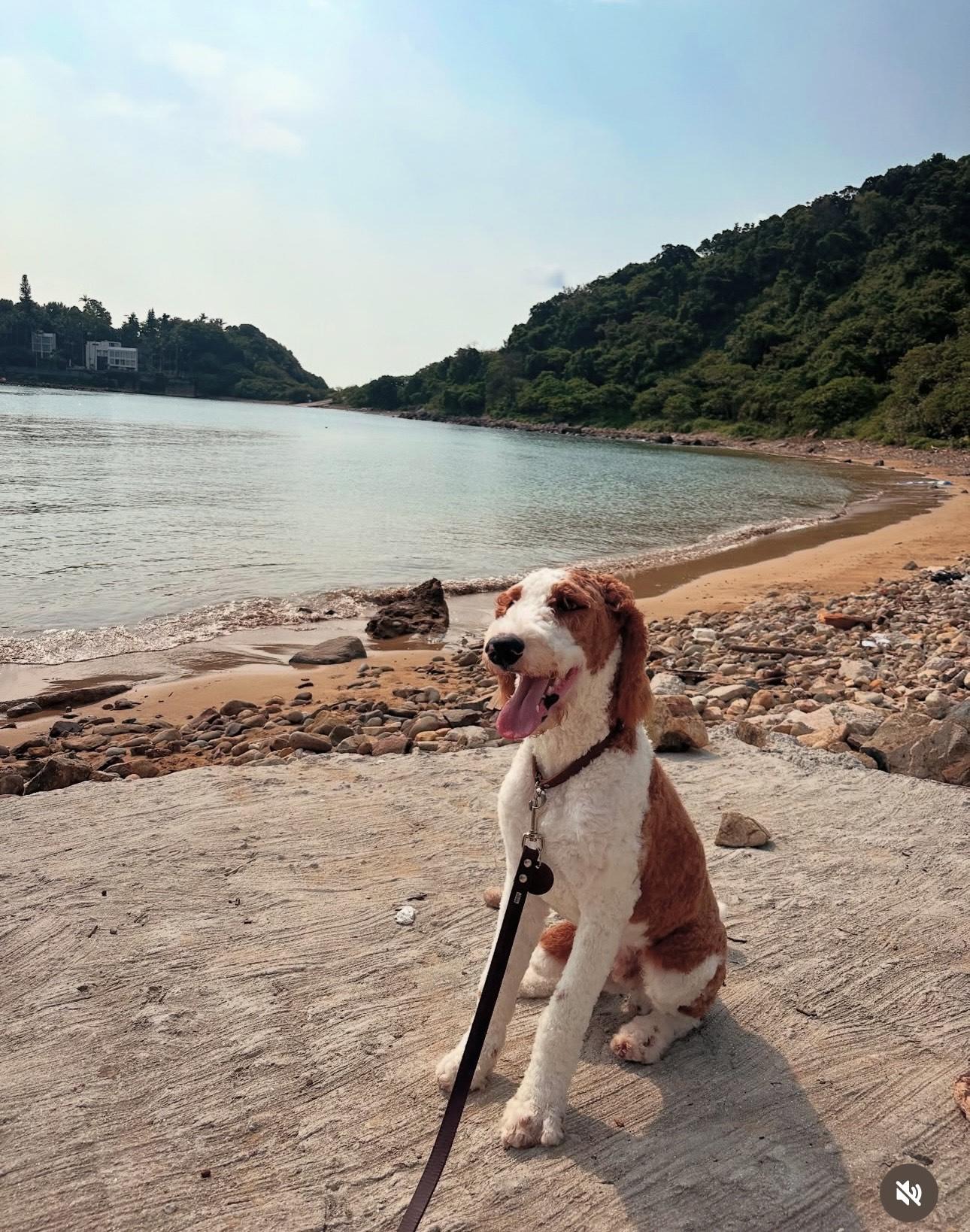 張繼聰貼出和愛犬的散步相,字裡行間疑似為老婆打氣。