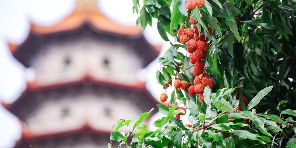 福州西禪寺千年宋荔 僅靠一層樹皮托百斤果?