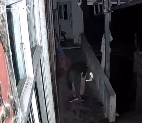 六旬婦被毒蛇咬中後,檢查小腿位置傷勢。