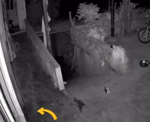 六旬婦晚上去廁所時,打開門就被門邊的毒蛇咬中。