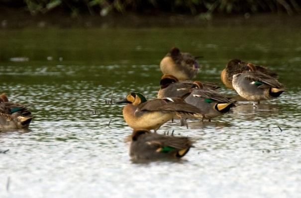 懷疑涉及南韓濟州航空客機空難的候鳥巴鴨。(互聯網)