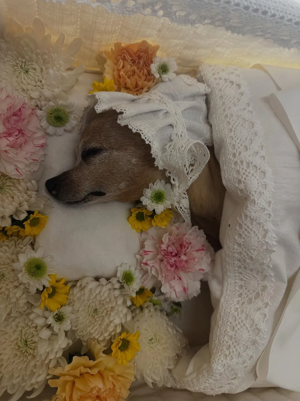 李敏鎬上載Choco離世照,令人傷感。