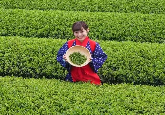 埼玉縣狹山市是日本著名「狹山茶」的產地。(互聯網)