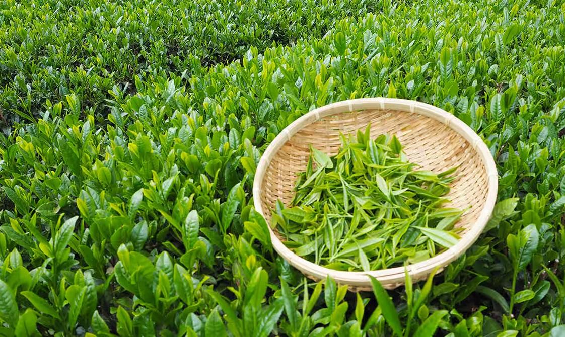 埼玉縣狹山市是日本著名「狹山茶」的產地。(互聯網)