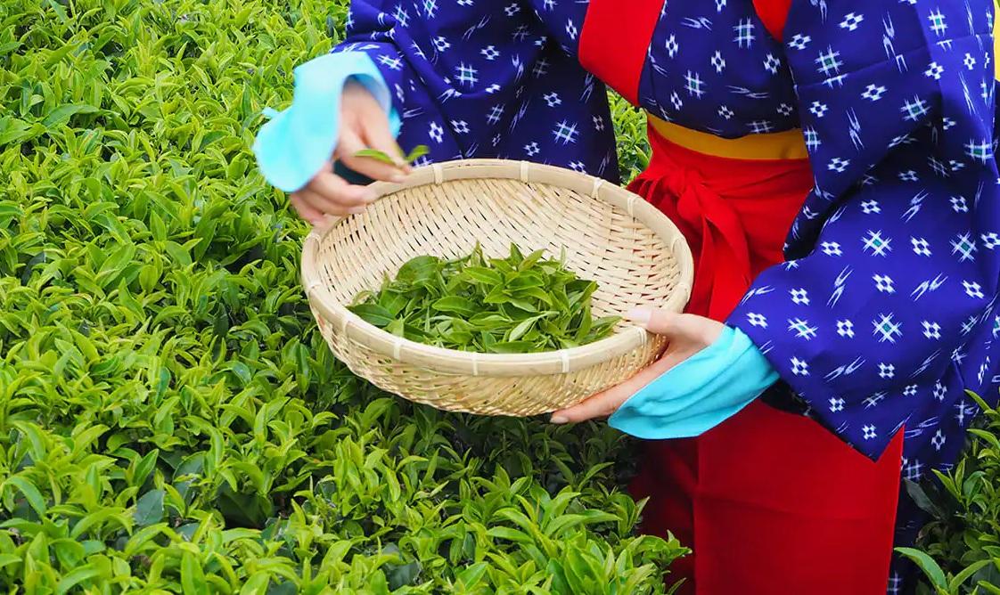 埼玉縣狹山市是日本著名「狹山茶」的產地。(互聯網)