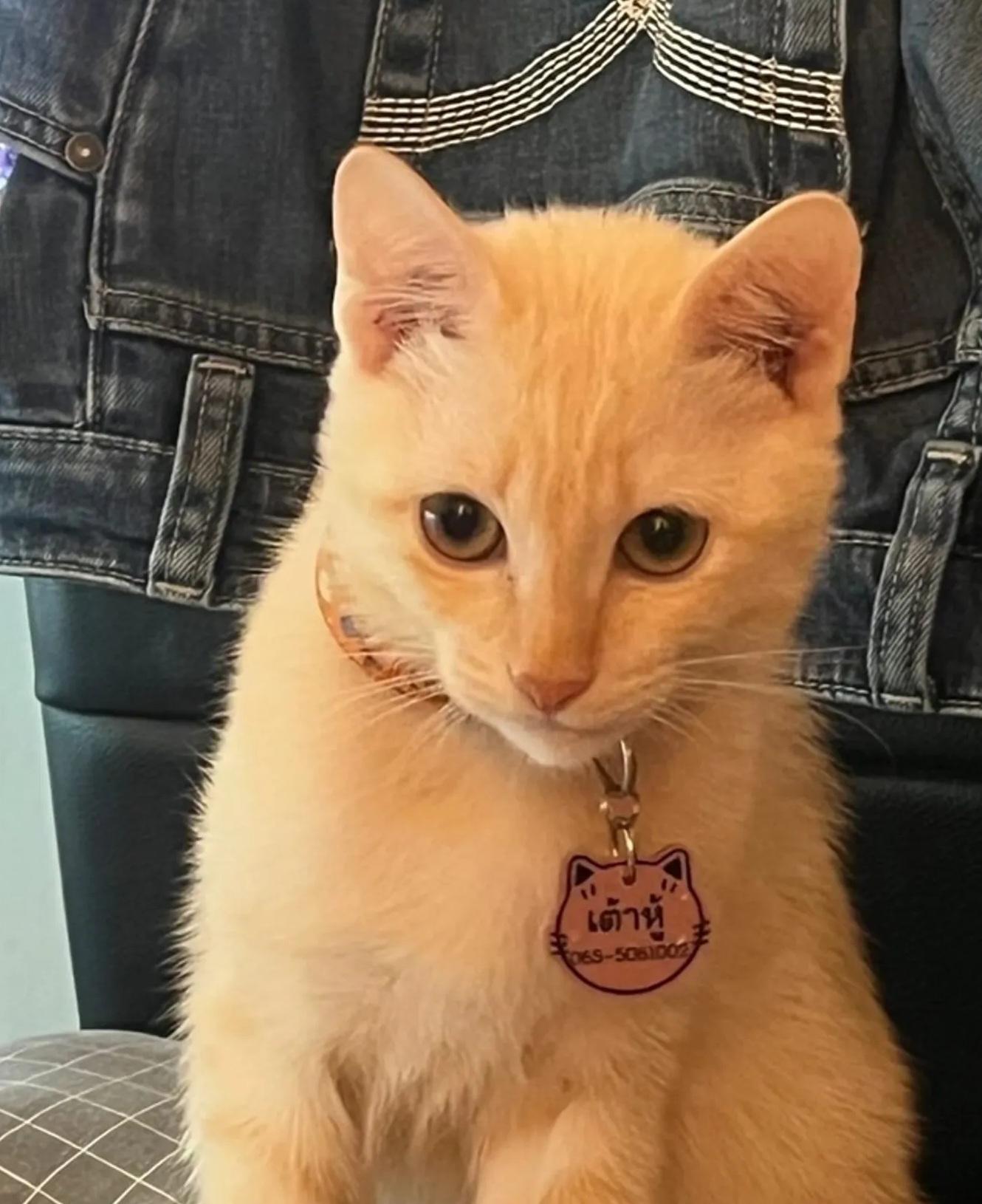 5個月大貓咪「豆腐」十分可愛,無奈慘死。(互聯網)