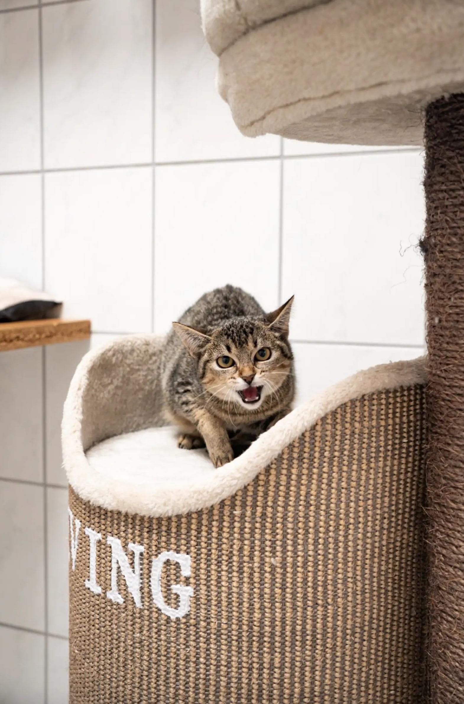 鮑爾斯收養了Sissy,結果幫牠找到失散兄弟並治好惡疾。(互聯網)