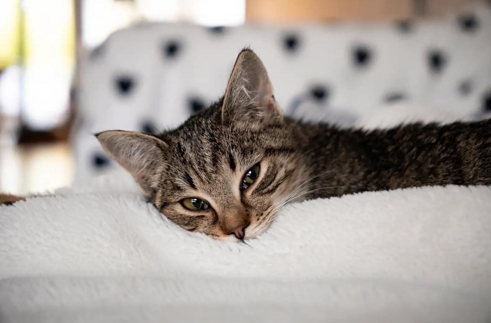 Sissy原來掛念兄弟,所以不開心,不願進食。(互聯網)