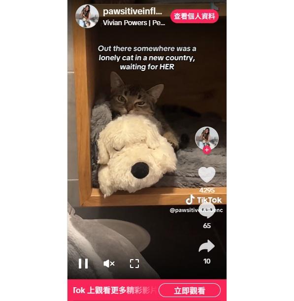 鮑爾斯在TikTok上傳影片,可見Sissy躲在暗角,悶悶不樂。(互聯網)