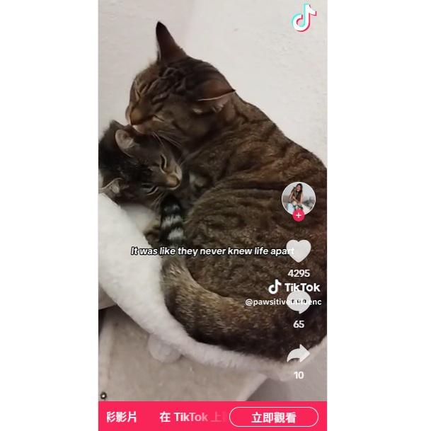 Sissy與Toto團聚後,經常「糖黐豆」在一起。(互聯網)