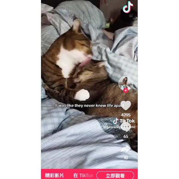 Sissy與Toto團聚後,經常「糖黐豆」在一起。(互聯網)