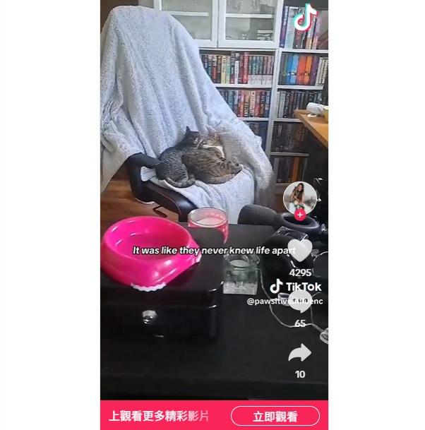 Sissy與Toto團聚後,經常「糖黐豆」在一起。(互聯網)