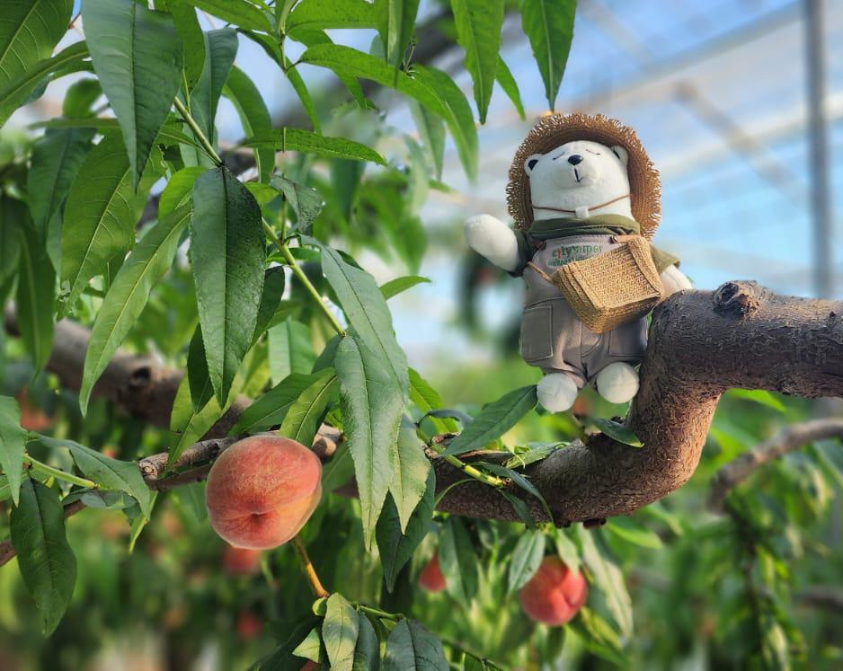 city_super 品牌大使 Chef Polar