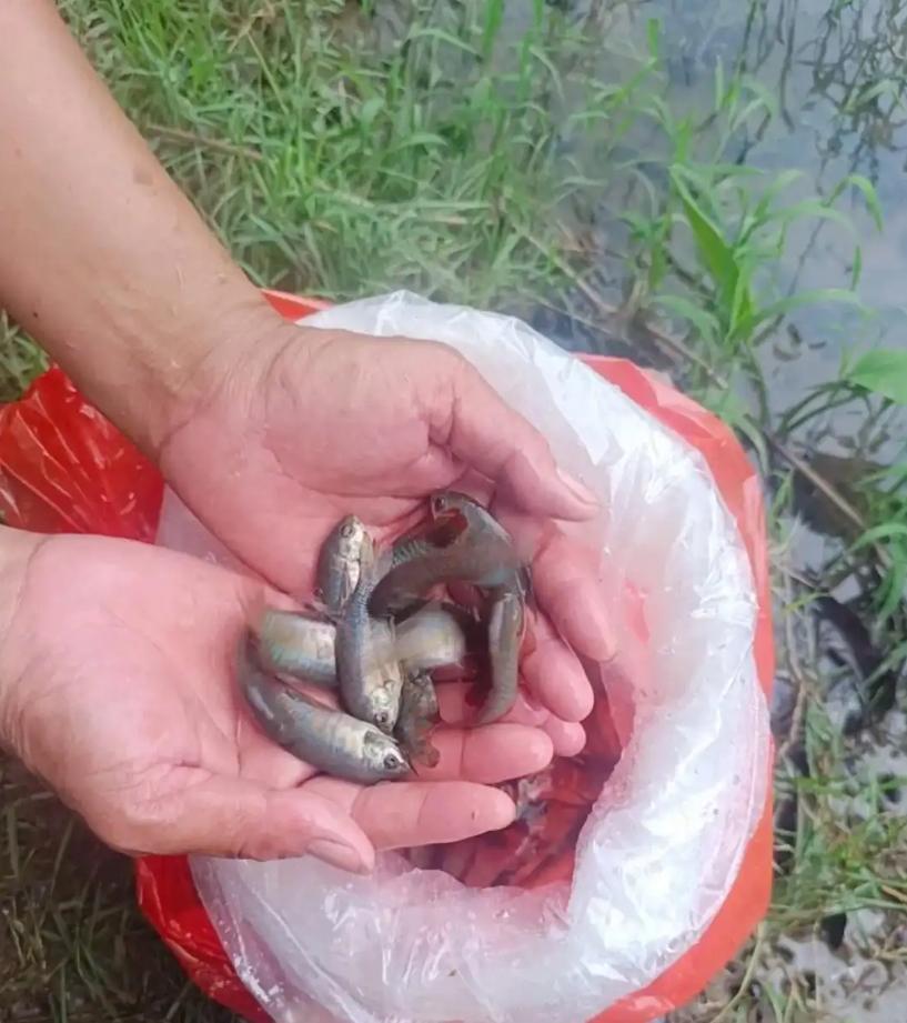 基孔肯雅熱|佛山投放5200條食蚊魚 可日吃438條幼蟲!(廣州日報)