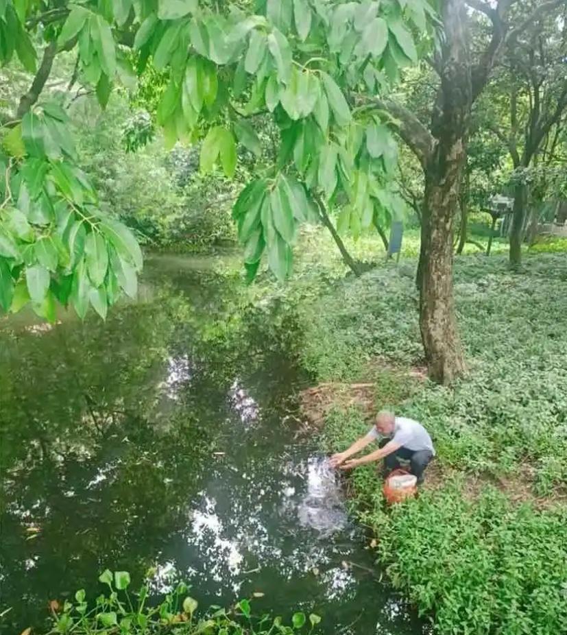佛山基孔肯雅熱疫情持續,官方投放食蚊魚防治。(廣州日報)