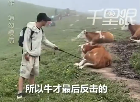 遊客涉嫌主動挑釁牛群。