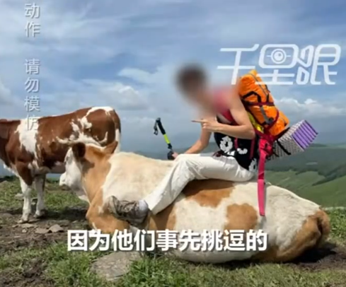 遊客涉嫌主動挑釁牛群被反擊。