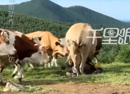 遊客被牛群一同攻擊。