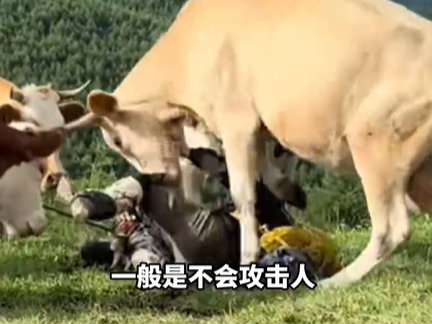 遊客被牛群一同攻擊。