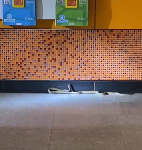 警方周五傍晚接近7時接到市民報案,指港鐵啟德站有出口位置出現蛇的蹤影(Threads)