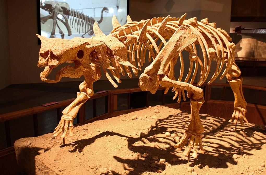 繪龍(Pinacosaurus)骨架。(互聯網)