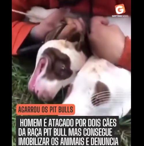 查韋斯用力壓制兩隻鬥牛㹴的畫面,令人驚訝。(互聯網)