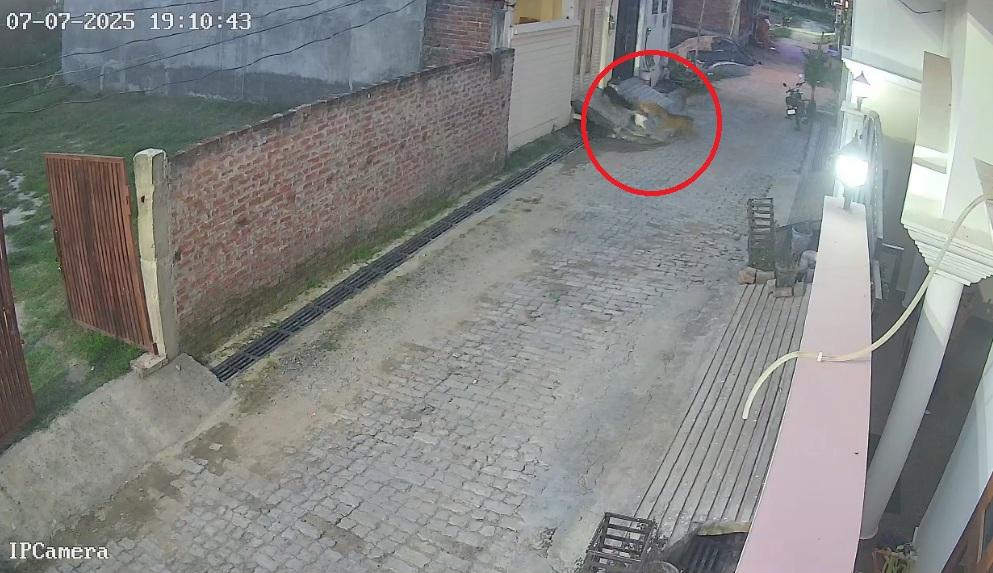 流浪狗接力噬咬,又撕扯男童。(互聯網)