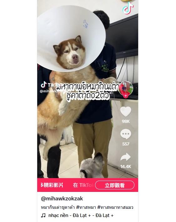 哈士奇Mo吞下兩隻年幼陸龜,肚子脹脹,腸塞未能排便,被主人抬進醫院治療。(互聯網)