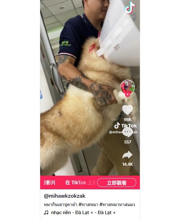 哈士奇Mo吞下兩隻年幼陸龜,肚子脹脹,腸塞未能排便,被主人抬進醫院治療。(互聯網)