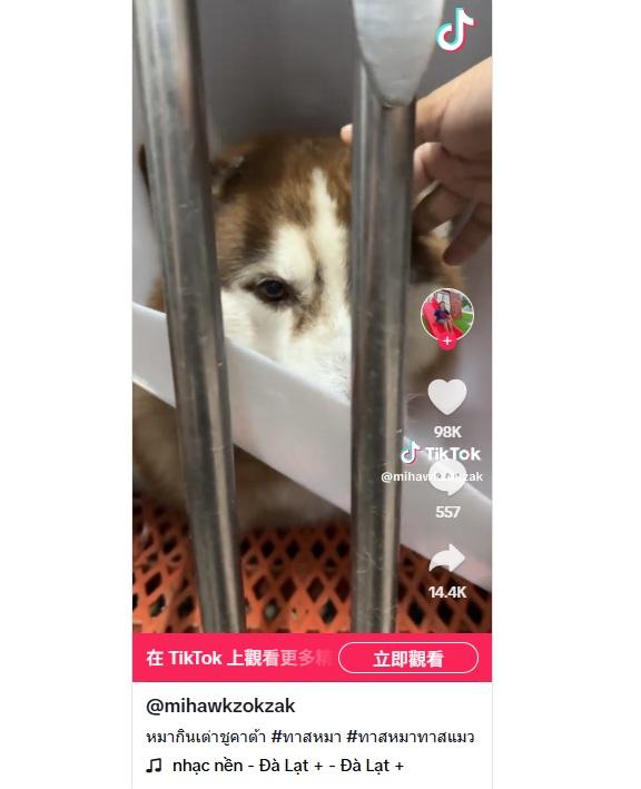 Mo吞下兩隻年幼陸龜,腸塞未能排便,留院治療,看來十分不適。(互聯網)