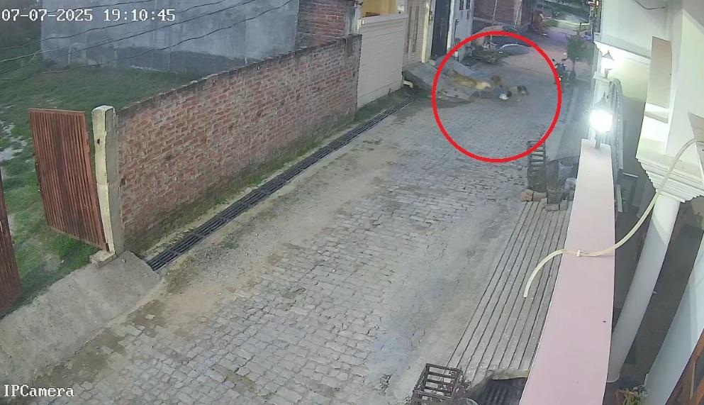 流浪狗群咬著男童,把他拖行。(互聯網)