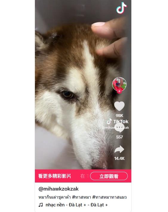 Mo吞下兩隻年幼陸龜,腸塞未能排便,看來十分不適,主人摸頭安慰。(互聯網)