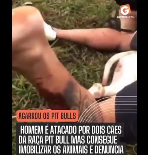 查韋斯用力壓制兩隻鬥牛㹴的畫面,令人驚訝。(互聯網)