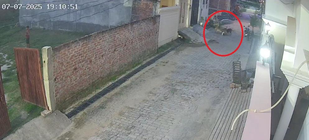 流浪狗群把男童拖行10多米。(互聯網)