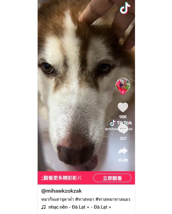 Mo吞下兩隻年幼陸龜,腸塞未能排便,看來十分不適,主人摸頭安慰。(互聯網)