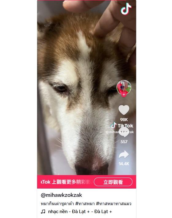 Mo吞下兩隻年幼陸龜,腸塞未能排便,看來十分不適,主人摸頭安慰。(互聯網)