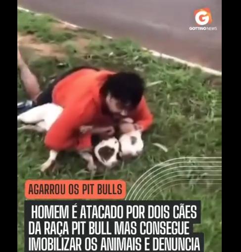 查韋斯用力壓制兩隻鬥牛㹴的畫面,令人驚訝。(互聯網)