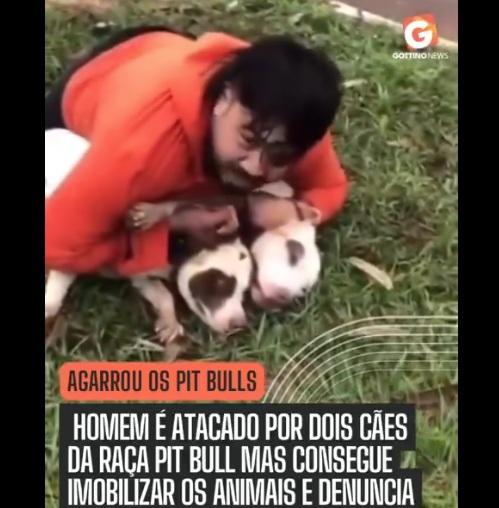 查韋斯用力壓制兩隻鬥牛㹴的畫面,令人驚訝。(互聯網)