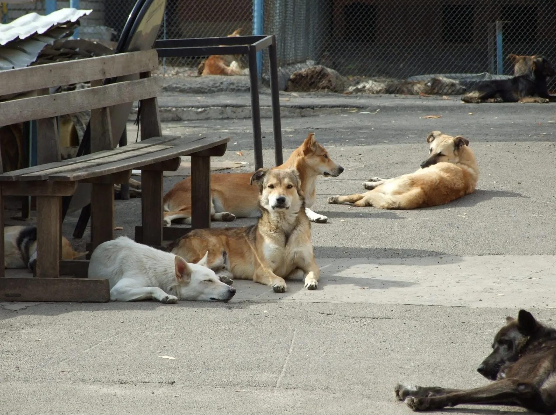 立陶宛等東歐國家流浪動物權益往往遭忽視。(互聯網)