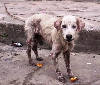 動保人士要求社會多加關注流浪動物。(互聯網)