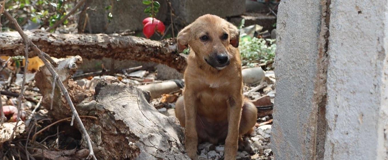 動保人士要求社會多加關注流浪動物。(互聯網)