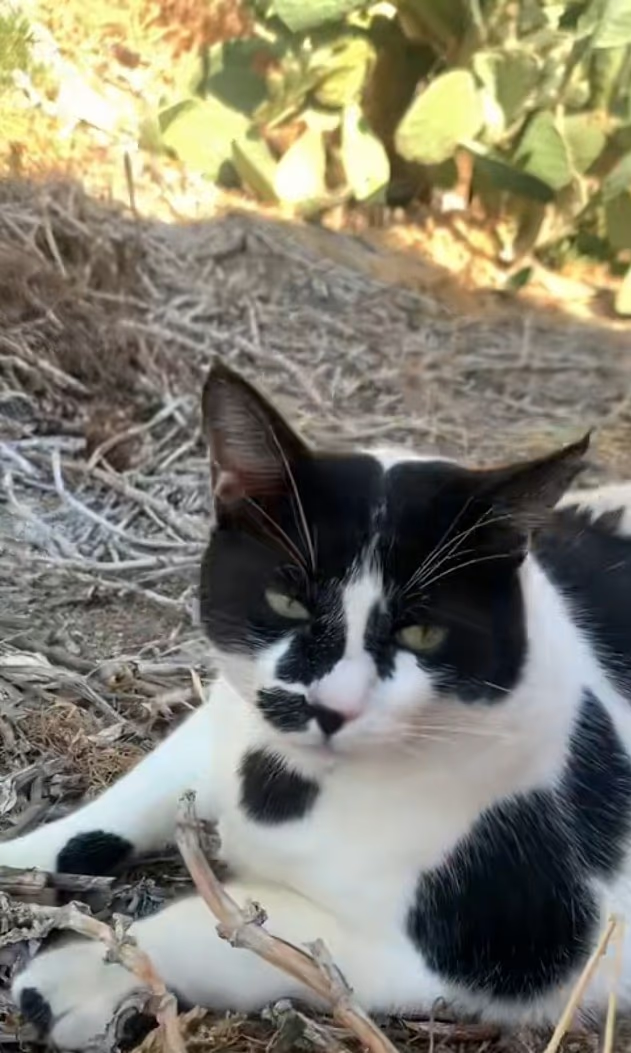 呢隻「肥嘢」竟是必到景點!(互聯網)