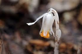 水晶蘭(百度百科)